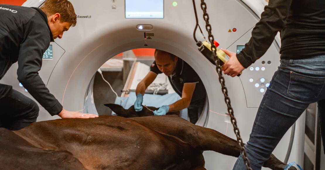 Railtechniek_monorail_horse_health_chainhoist_6